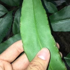 Coniogramme fraxinea