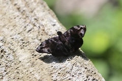 Ebrietas anacreon