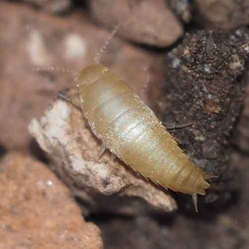 Lépisme des fourmilières