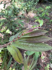 Columnea polyantha
