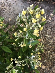 Comarostaphylis