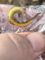 Eurycea chamberlaini