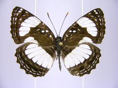 Neptis morosopsis