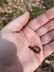 Eurycea chamberlaini