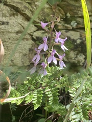Brownleea coerulea