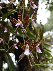 Oncidium reichenheimii