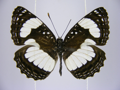 Neptis morosopsis