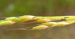 Muhlenbergia tenuiflora