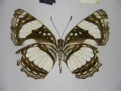 Neptis morosopsis