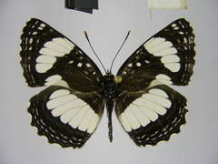 Neptis morosopsis
