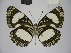 Neptis morosopsis