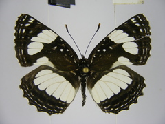 Neptis morosopsis