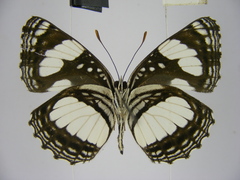 Neptis morosopsis