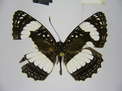 Neptis morosopsis