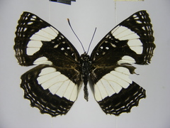 Neptis morosopsis