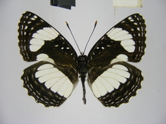 Neptis morosopsis