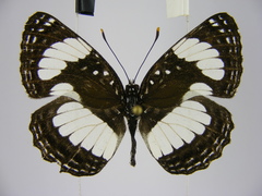 Neptis morosopsis