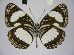 Neptis morosopsis