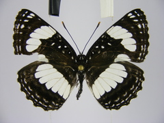 Neptis morosopsis