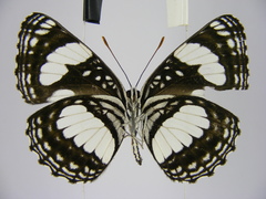 Neptis morosopsis