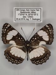 Neptis morosopsis