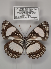 Neptis morosopsis