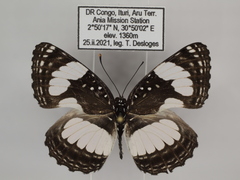Neptis morosopsis