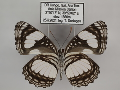 Neptis morosopsis
