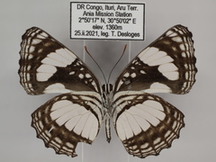 Neptis morosopsis