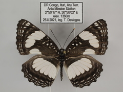 Neptis morosopsis