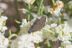 Satyrium behrii