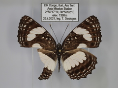 Neptis morosopsis