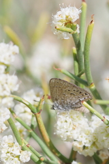 Satyrium behrii