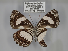Neptis morosopsis