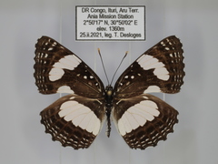 Neptis morosopsis