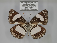 Neptis morosopsis