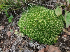 Colobanthus lycopodioides