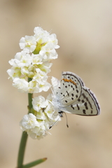 Euphilotes pallescens