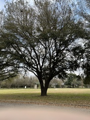 Quercus virginiana