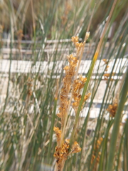Juncus rigidus