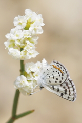 Euphilotes pallescens