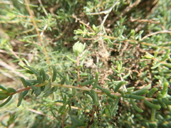 Suaeda asphaltica