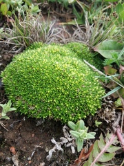 Colobanthus lycopodioides