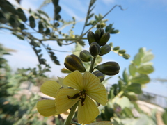 Senna italica