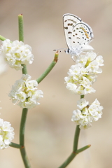 Euphilotes pallescens