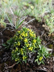 Azorella ulicina