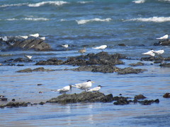 Numenius phaeopus phaeopus
