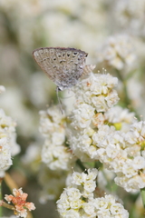 Satyrium behrii