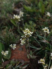 Draba pusilla