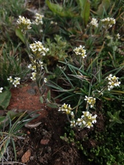Draba pusilla